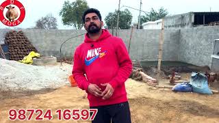 1 ਤਾਜ਼ੀ ਸੂਈ ਵਹਿੜ-1 ਗੱਬਣ ਵਹਿੜ ਵਿਕਾਉ-2 cow for sale #brardairyfarmmoga 