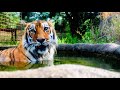 TIGER EATING in a POOL!!!