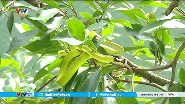 Gia tăng rắn độc cắn mùa mưa | VTVWDB