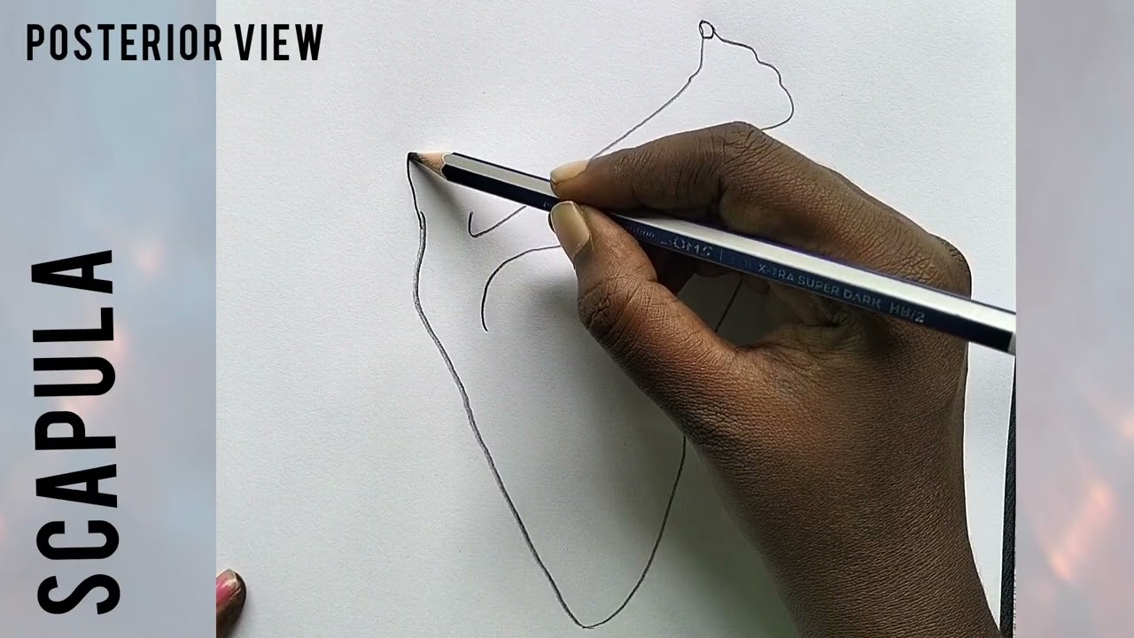 Scapula Bone ( posterior view) -Easy drawing 