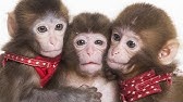 新番組 メッチャ可愛い赤ちゃん猿３兄弟 今日はみんなの自己紹介 Very Cute Baby Monkey 3 Brothers Youtube