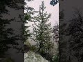 Snow in May #colorado #nature #naturelovers #snowfall #snowing #summersnow #vacation #snowday