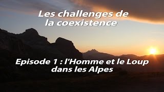 Les challenges de la coexistence : l'Homme et le Loup dans les Alpes #épisode 1