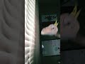 He made this video! #dragonpuppets #paperdragons #dragon