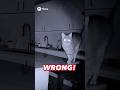 #cat#fyp#sora2#aivideo#cat #tonado#shorts#aivideoshorts#openai#soraai#viralvideo