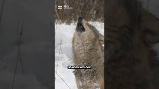 How radiation is helping wolves thrive in Chernobyl