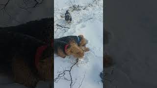 Нашествие бобров #youtobik #puppy #lovepets #airedale #doglover #ютобик #эрдельтерьер #зима #шнауцер