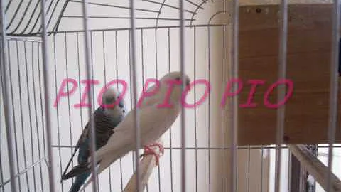LOS POLLITOS