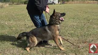 Kraftwerk K9 German Shepherds - Natural Protector