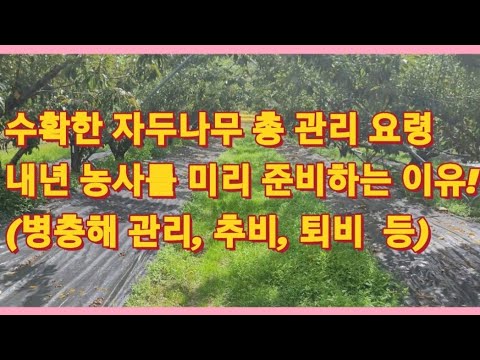 유튜브 미리보기