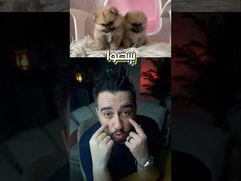 هل الكلاب فعلا بتحب أصحابها دراسة ترد