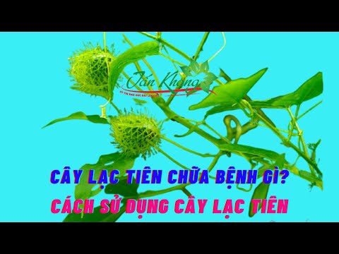 Cây Lạc Tiên l Đặc Điểm l Công Dụng l Cách Dùng Cây Lạc Tiên Trị Bệnh Hiệu Quả Nhất