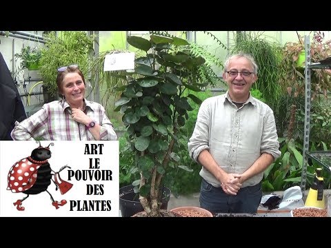 Vidéo: Conseils pour cultiver Ming Aralia en intérieur