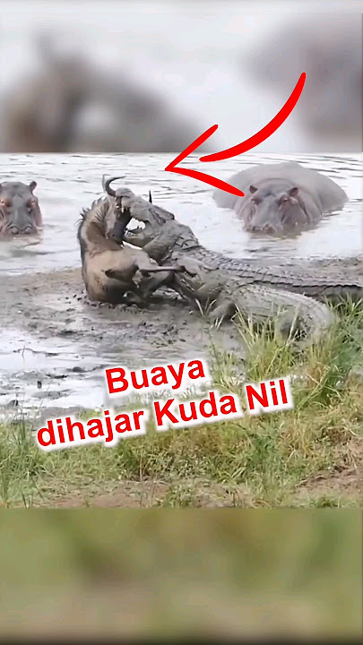 Buaya vs Kuda Nil dan Wildebeest #shorts