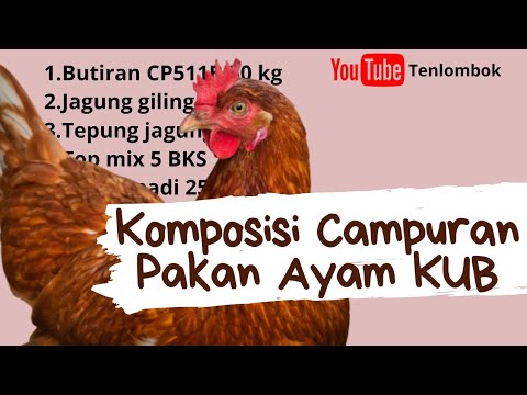 Campuran Pakan Ayam Petelur - YouTube