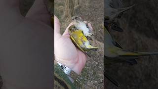 Обзор птица Зеленушка (Дубарь) самец и самка