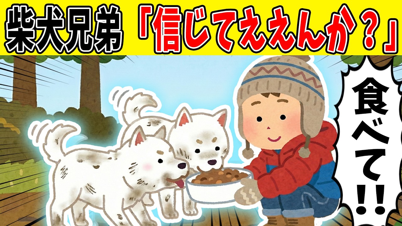 【総集編】眠れない夜に聞きたい87分!!近所の柴犬兄弟を引き取った結果・・・【ゆっくり】