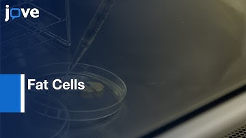 Dedifferenriated Fat Cells obtained | Protocol Preview
