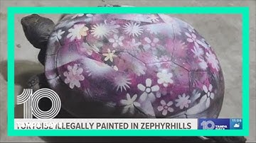 FWC investigate illegally airbrushed gopher tortoise found in Zephyrhills