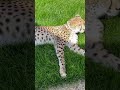 Гепард мурчит/ cheetah purrs🥰