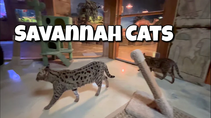Watch the video about SAVANNAH CATS! A Special Breed Of Cats Partly Wild And Partly Domesticated! #cats #animals