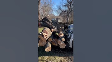 Bobcat 753 hauling logs to the trailer!