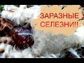 ЗАРАЖЕННЫЕ СЕЛЕЗНИ!!!ОПАСНО для ЧЕЛОВЕКА!!Охота на утку.САРКОЦИСТОЗ.БЕЛАРУСЬ.Duck hunting.