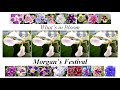 What's in Bloom?  Morgan's Festival (version française incluse) my african violet plants in bloom