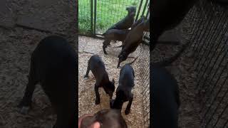 Tom Garners Momo Grandkids