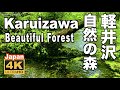 4K 軽井沢の自然の森 せせらぎの音 鳥の声 Karuizawa forest 観光 旅行 新緑 リラックス Nature Walks Water River waterfall  Japan  滝