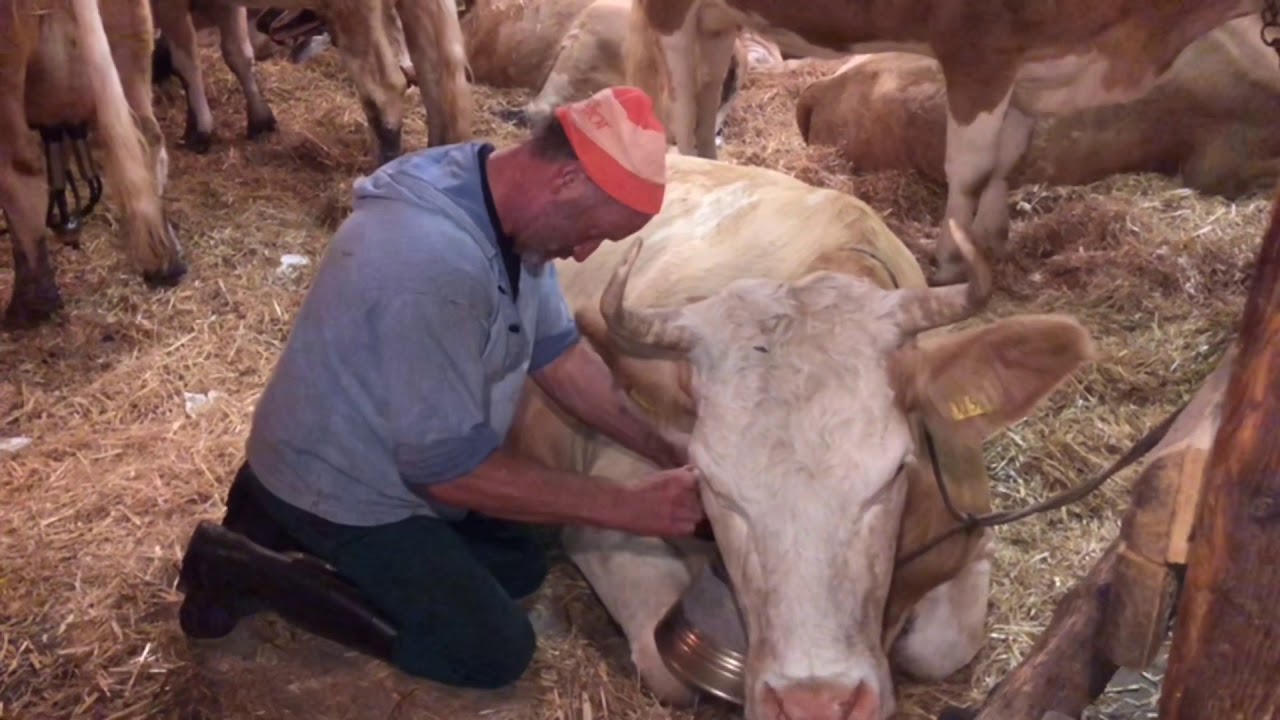 Grindelwald Alpsommer 2020