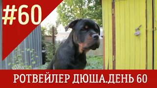 РОТВЕЙЛЕР ДЮША ДЕНЬ 60 дрессировка и воспитание собаки РОТВЕЙЛЕР ДЮША ДЕНЬ 60 дрессировка и воспитание собаки