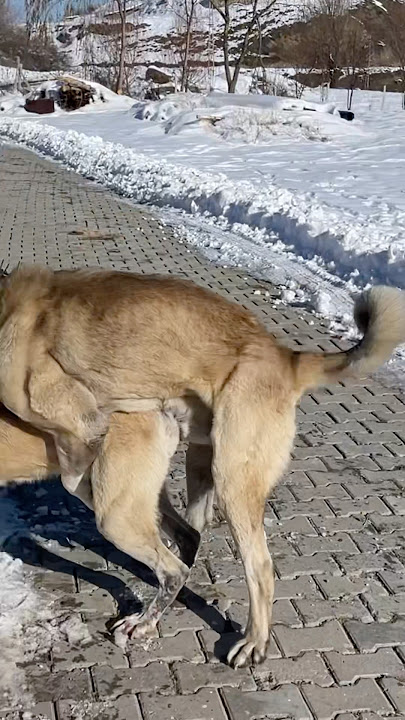DİŞİ KIZANDA #kangal #dog #cat #animals #dogs #puppy #alabai #nature #wolf #wildlife #malaklı #bear