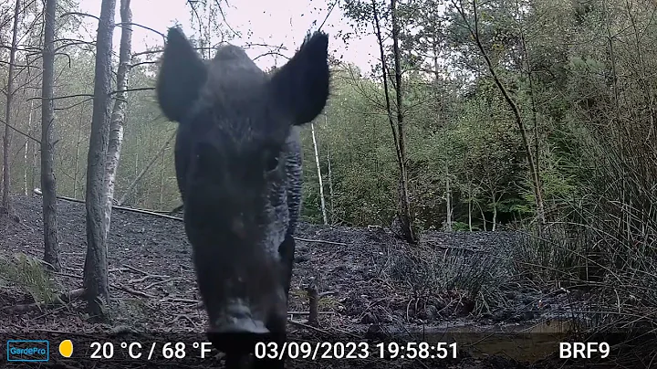 Boar Scratching on its trail - Forest Of Dean