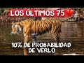 Vimos TIGRES de BENGALA 🐅 en la India en PELIGRO de EXTINCIÓN ⚠️