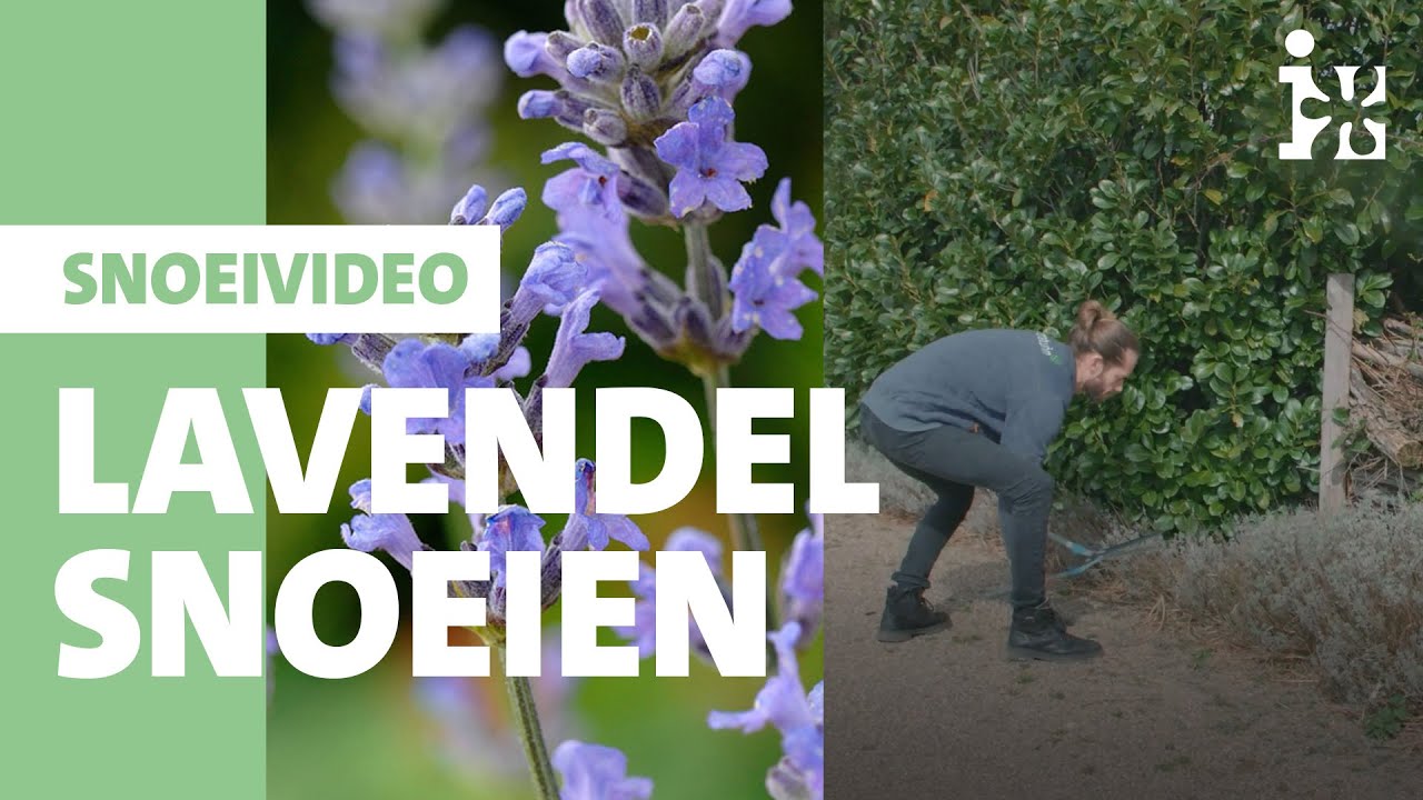 Intratuin - Lavendel snoeien - YouTube