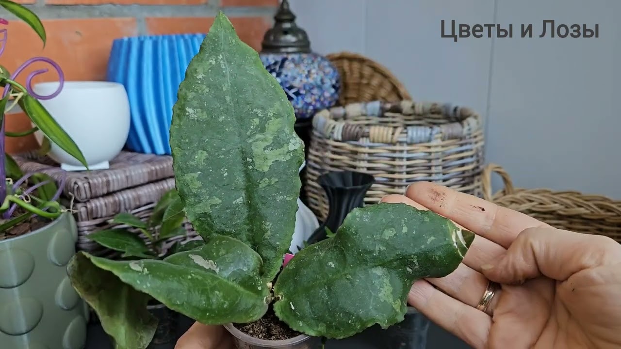 Распаковка ХОЙИ, пополнение коллекции 🌸Несколько наших КАШПО 🔥 #хойя #hoya #распаковка #кашпо 