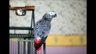 Говорящий попугай жако Сильвер Говорящий попугай жако Сильвер