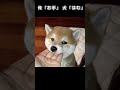 俺「お手」 犬「はむ」