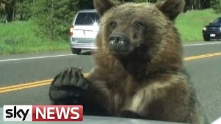 Grizzly Bear Clambers Over Family Car Grizzly Bear Clambers Over Family Car