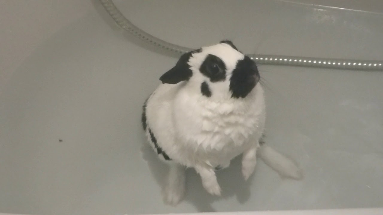 Rabbit in a bath YouTube