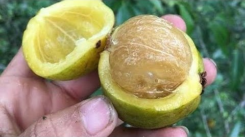 Review Quả bứa rừng