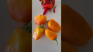 Colorful Harvest #habenero #scotchpepper #garden #bellpepper #greenpepper #serrano #harvesting