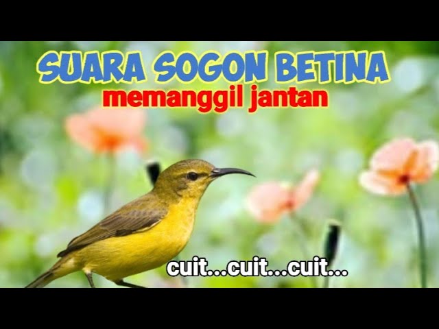 Suara Pikat Sogon Betina Memanggil Jantan class=