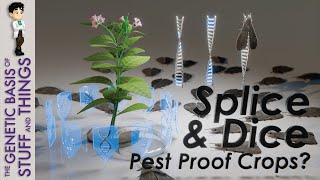 Genetic Engineering To Introduce The Bt Toxin Into Tobacco