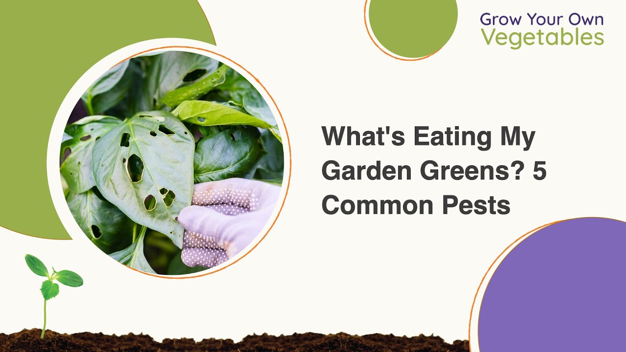 What's Eating My Garden Greens? 5 Common Pests in Your Garden YouTube