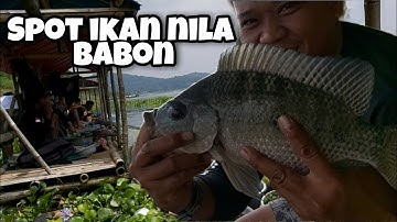 Spot ikan nila babon // arvian mancing jatiluhur