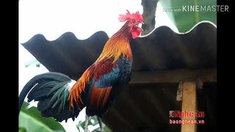 Tiếng Gà Trống Rừng Gáy Gọi Bổi Cực Chuẩn Không Tạp Âm - Gà Rừng Chanel