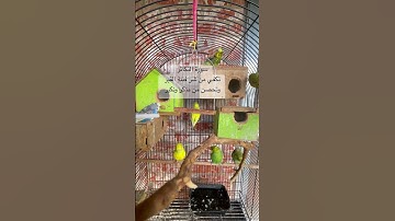 #سورة_التكاثر #قران_كريم #المصحف #عبدالباسط_عبدالصمد #مصر #العراق #kuranıkerim #explore #lovebirds
