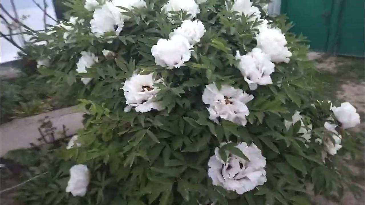 Цвіте деревовидний піон !!! - YouTube
